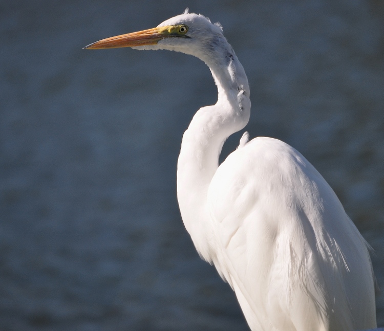 white egret